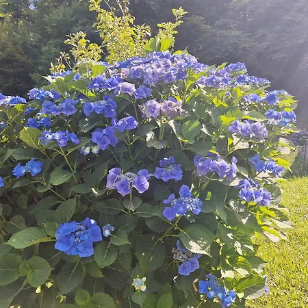 Apartma Slovenias דירה