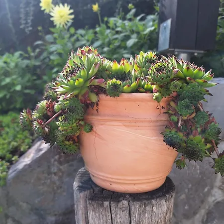 Apartment Apartma Slovenias *